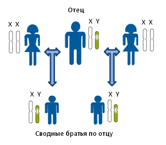 Принцип установления сводного родства по отцовской линии между предполагаемыми сводными братьями. Показана передача Y-хромосомы по мужской линии. Все мужчины на рисунке несут в своих клетках одинаковые копии Y-хромосомы. Для определения родства в данном случае исследуются генетические маркеры располагающиеся на Y-хромосоме.