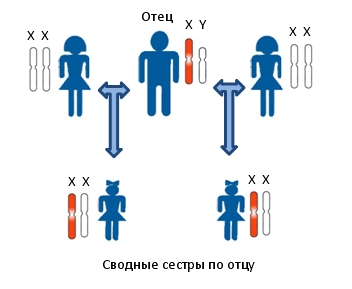 Принцип установления сводного родства по отцовской линии между предполагаемыми сводными сестрами. Показана передача Х-хромосомы по мужской линии. Отец и дети женского пола несут в своих клетках одинаковые копии Х-хромосомы. Для определения родства в данном случае исследуются генетические маркеры располагающиеся на Х-хромосоме.