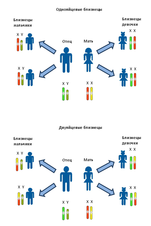Передача половых хромосом от родителей к однояйцевым и двуяйцевым детям. Различными цветами изображены различные локусы.
