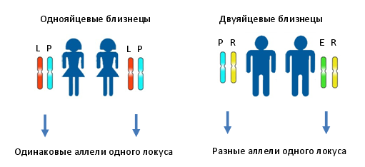 Принцип метода установления являются ли близнецы однояйцевыми, или двуяйцевыми. Различными цветами и буквами показаны различные аллели одного и того же локуса.