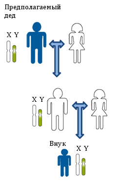 Принцип установления родственной связи между дедом и внуком по Y-хромосоме. Показана передача Y-хромосомы по мужской линии. Все мужчины на рисунке несут в своих клетках одинаковые копии Y-хромосомы. Для определения родства в данном случае исследуются генетические маркеры располагающиеся на Y-хромосоме.