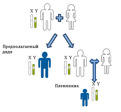 Принцип установления родственной связи между дядей и племянником по Y-хромосоме. Показана передача Y-хромосомы по мужской линии. Все мужчины на рисунке несут в своих клетках одинаковые копии Y-хромосомы, так как являются потомками одного мужчины.