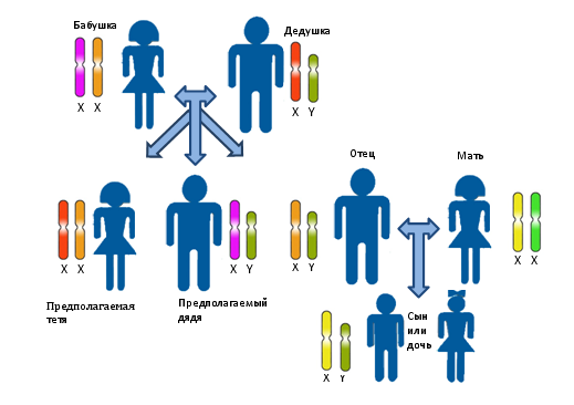 Установлению близкого родства между предполагаемой тети/дяди по отцу и племянником/племянницей. Различными цветами и буквами показаны различные половые хромосомы.