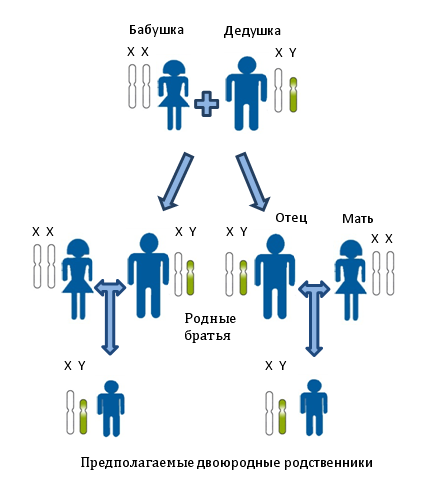 Установлению близкого родства по отцовской линии между предполагаемыми двоюродными братьями. Показана передача Y-хромосомы по мужской линии. Все мужчины на рисунке несут в своих клетках одинаковые копии Y-хромосомы. Для определения родства в данном случае исследуются генетические маркеры располагающиеся на Y-хромосоме