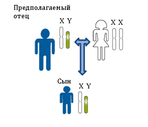 Принцип установления отцовства по Y-хромосоме. Показана передача Y-хромосомы по мужской линии. Все мужчины на рисунке несут в своих клетках одинаковые копии Y-хромосомы. Для определения родства в данном случае исследуются генетические маркеры располагающиеся на Y-хромосоме.