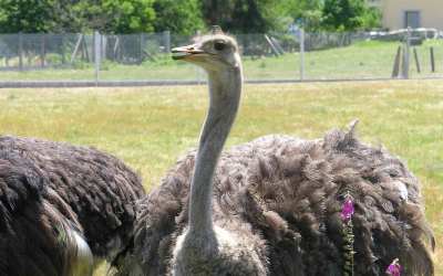 Экспертиза показала, что страус в Южно-Сахалинске умер от переохлаждения