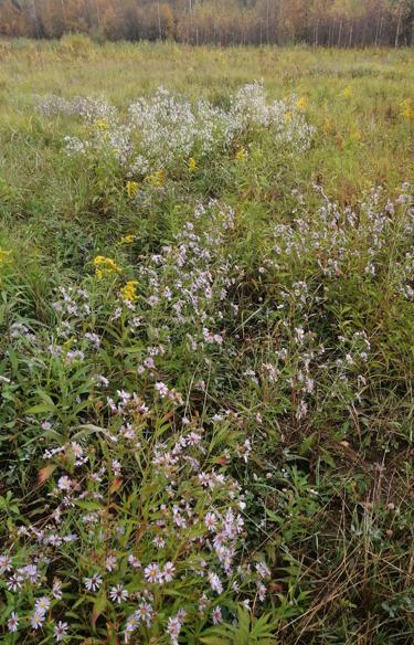 Экспертиза №157848